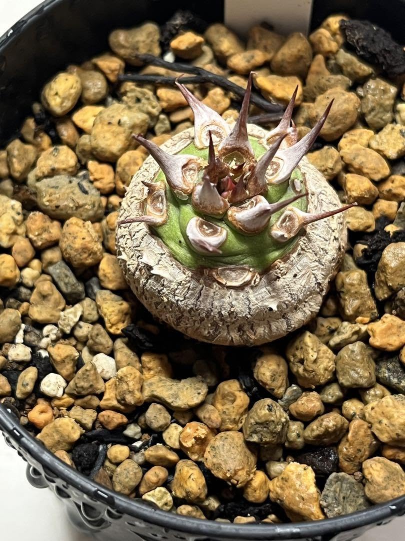 Amazon.co.jp: ユーフォルビア サピニー サボテン ホビーグッズ : おもちゃ