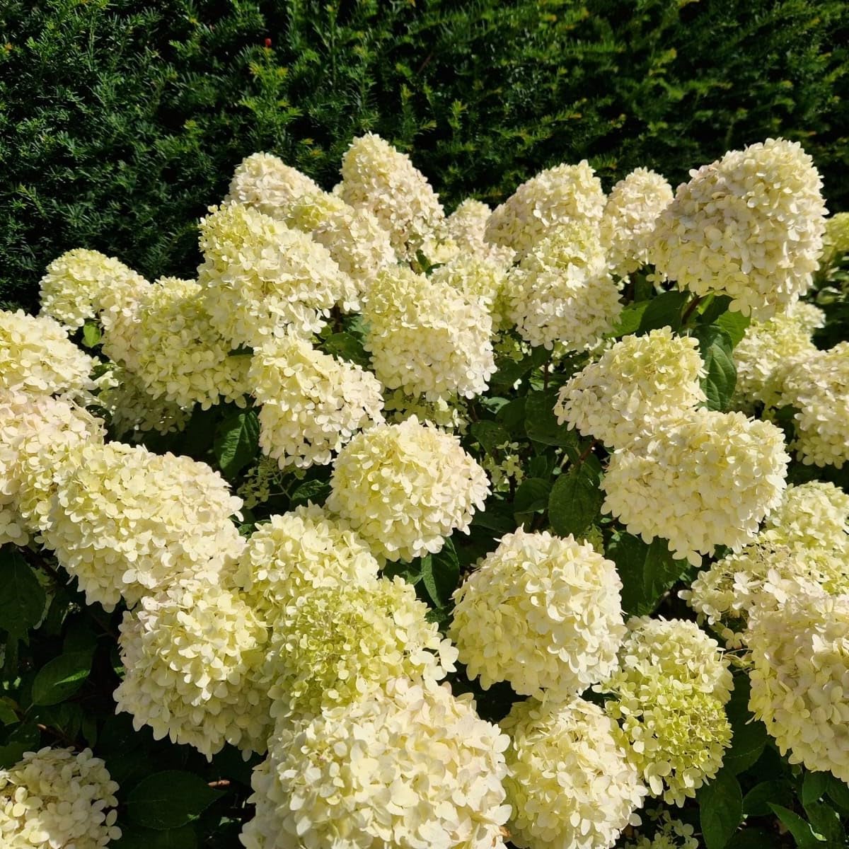 Hydrangea Paniculata Limelight in 2L Pot, Stunning Flowers 3fatpigs®