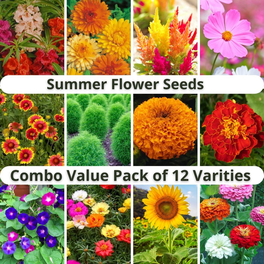 Summer Season Home Gardening Flower Seeds Collection - Pack of 10 Varaties ~ (Gold Collection) 4
