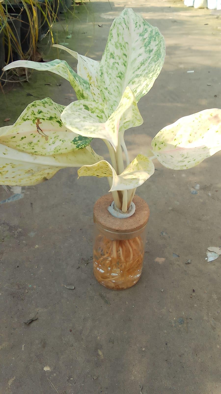 Hydroponics Aglaonema Iceberg Indoor Plant with Glass Flask