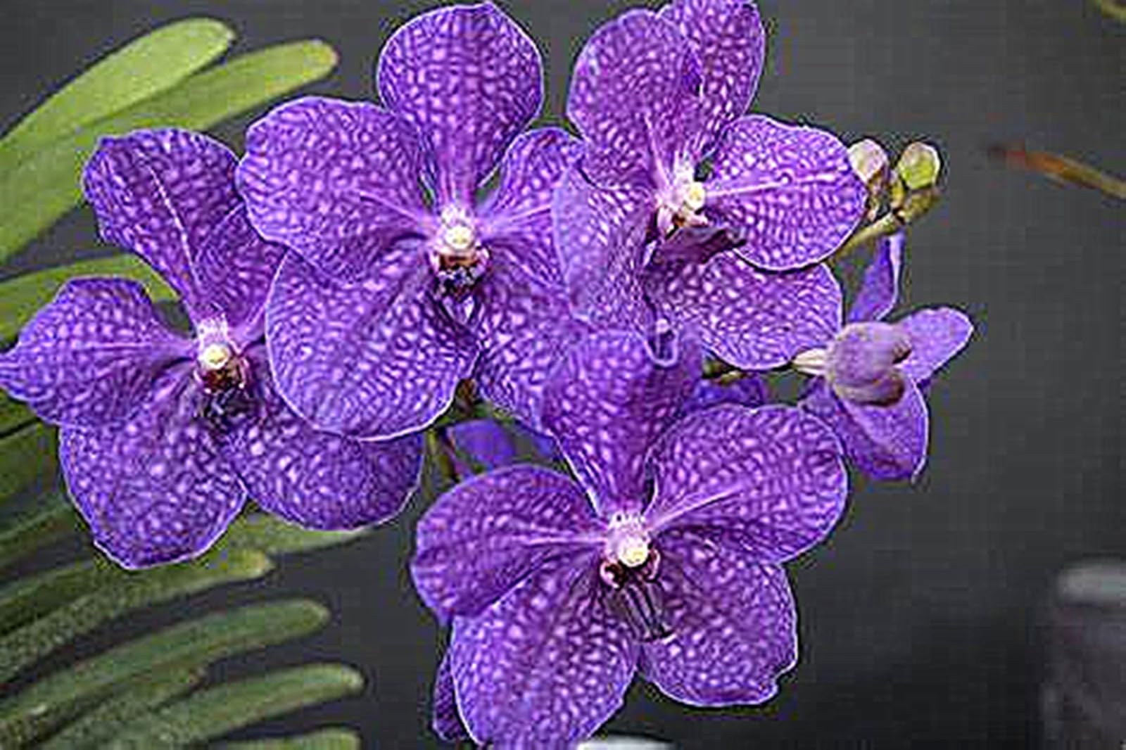 Cymbidium Plants for Sale,Cymbidium Mix,Good for Containers Golden Jade Carving Feels Beautiful-8bulbs-I
