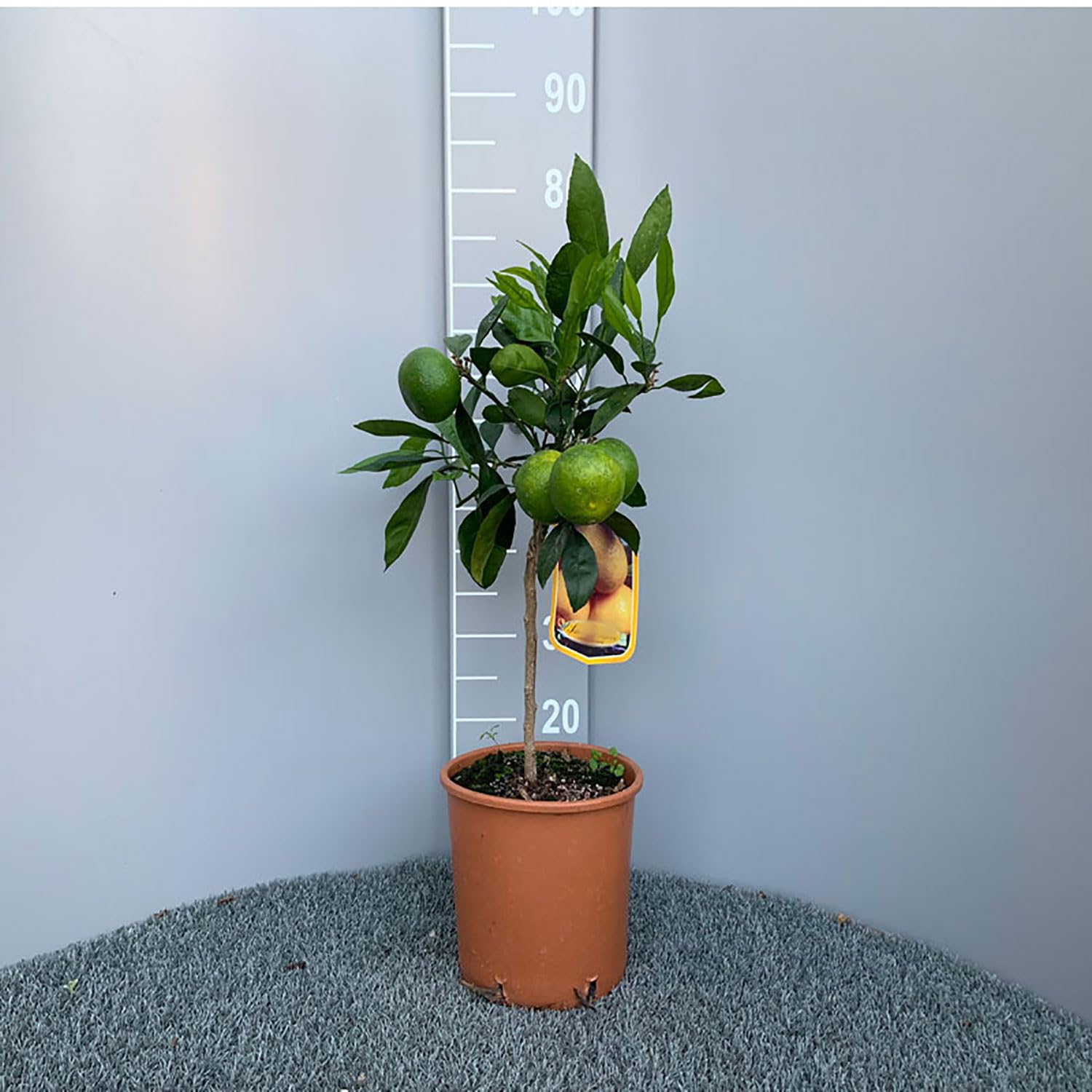 SAVINI VIVAI Plante de mandarine, agrume, mandarine Satsuma Miyagawa précoce en pot de 20 cm, hauteur 70 cm, 2-3 ans de greffage, fabriquée en Italie