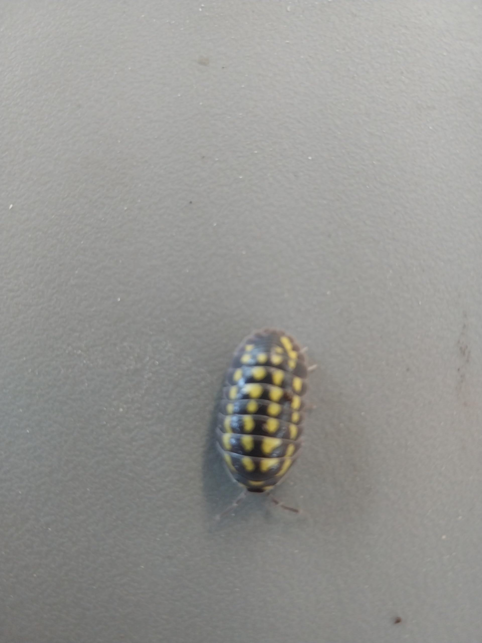 5 Live Armadillidium Gestroi Isopods, Roly Poly Insects, Bioactive Terrarium, Vivarium, Clean up Crew, Reptiles, Amphibians