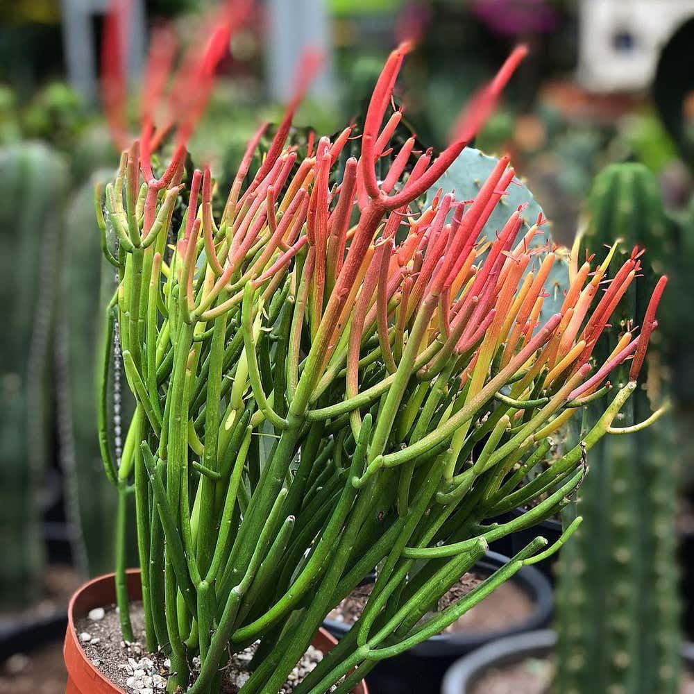PENCIL PLANT (UEPHORBIA TIRUCALLI) - Fire Stricks | Colour Changing Plantt | Indoor Outdoor Succulent | Ideal for Home, Gardens, Balconeis, Desk or Table Plannt | Live Potted-Rooted Plant-image-19