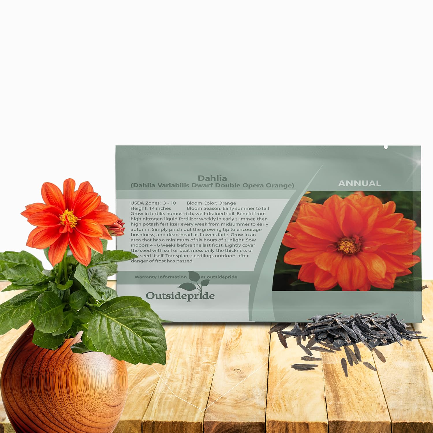 Amazon.com : Outsidepride Opera Orange Dahlia Seeds for Planting