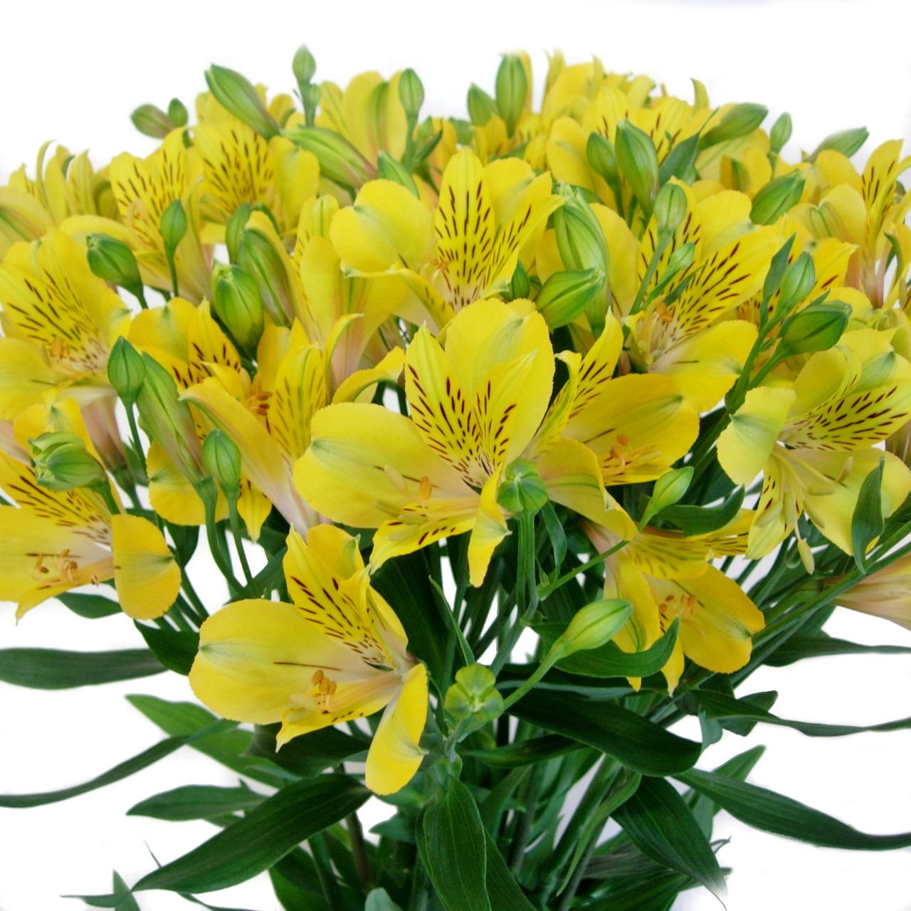 Amazon｜アルストロメリア 切花 一級品 70cm（花5個・蕾5個付き）×10本