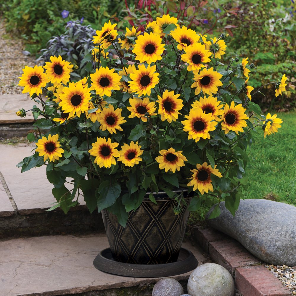 Outdoor Garden Sunflower Patio Plant Summer Annual Sunflower Award