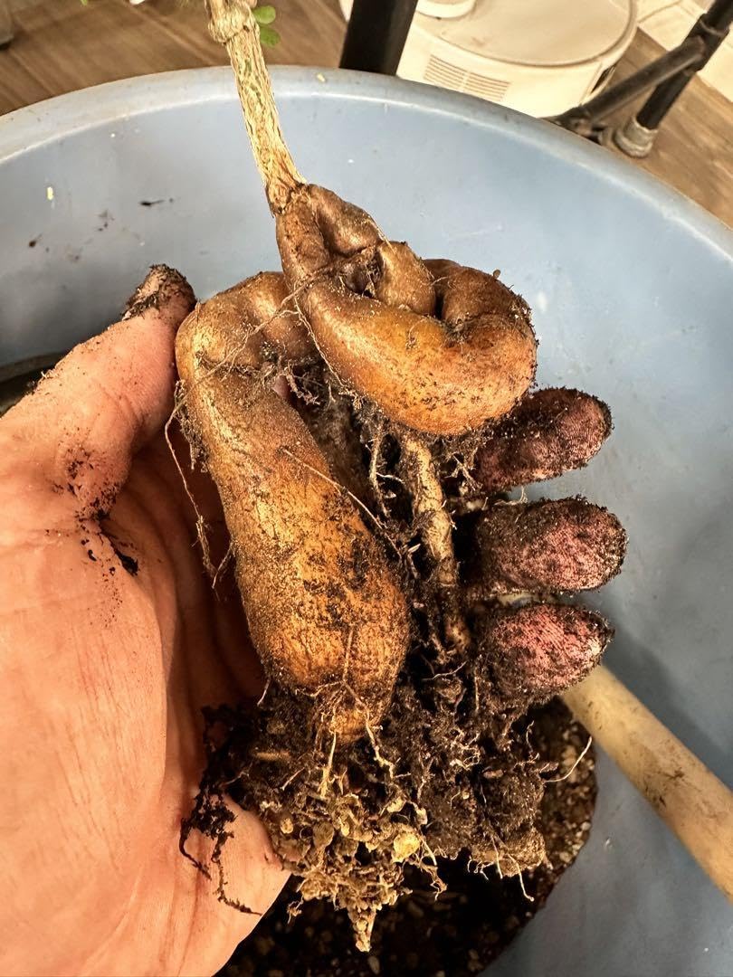 Amazon.co.jp: パキプス実生5年株 タンク特大 鉢ごと ホビー