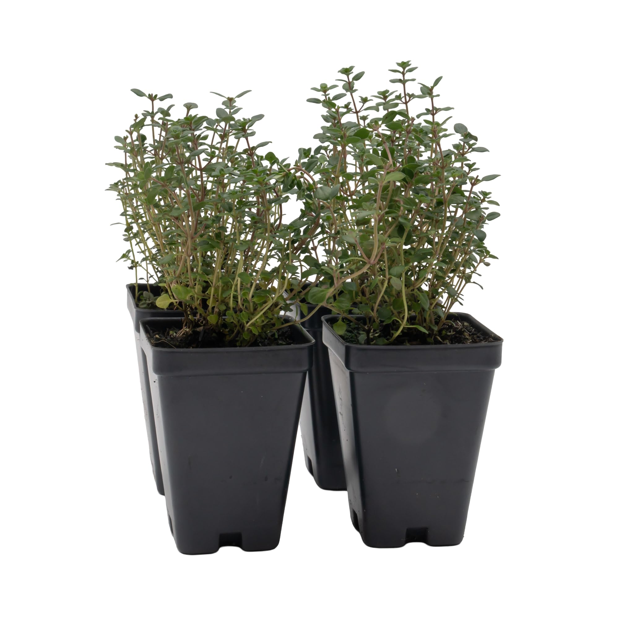 4 Live Lemon Thyme Plants