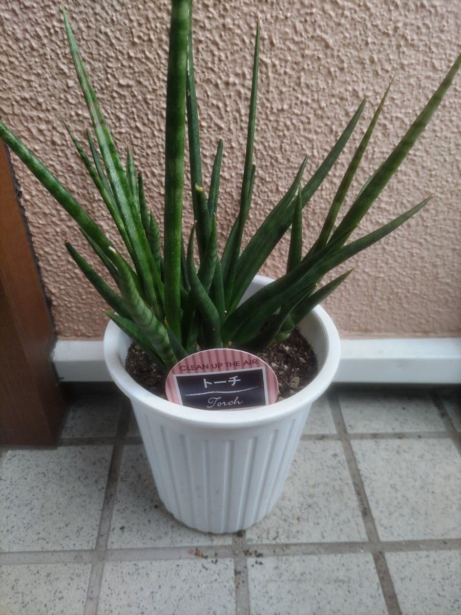 Amazon｜サンスベリア トーチ 発根済み 多肉植物 04｜観葉植物