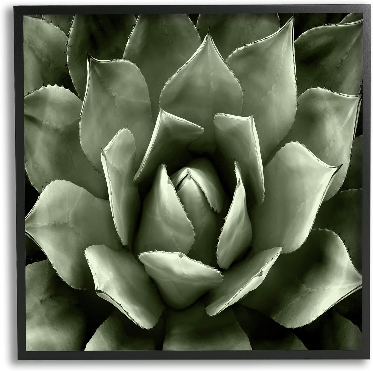 Stupell Industries Succulent Plant Close Up View Framed Giclee Art, Design by Lindsay Benson
