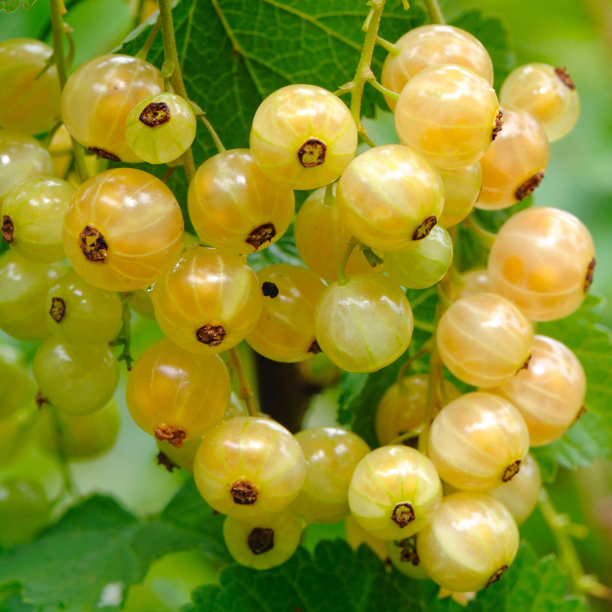 Whitecurrant Ribes rubrum 'Witte Parel' Deciduous Fruit Bearing Tree | 9cm Pots