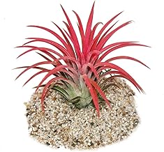 Exotenherz - Tillandsia ionantha "Fire" - intensive rote Farbe