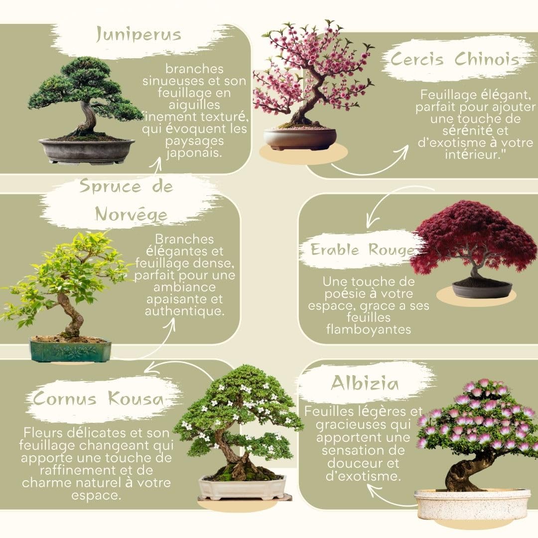 CULTIVEA Set mit 3 Bonsai-Samen – französische Samen, 100% ökologisch – Gärtnern & Dekorieren – Geschenkidee (Red Mapple, Chinesische Cercis, Juniperus, Liquidambar, Norway Spruce) – hergestellt in
