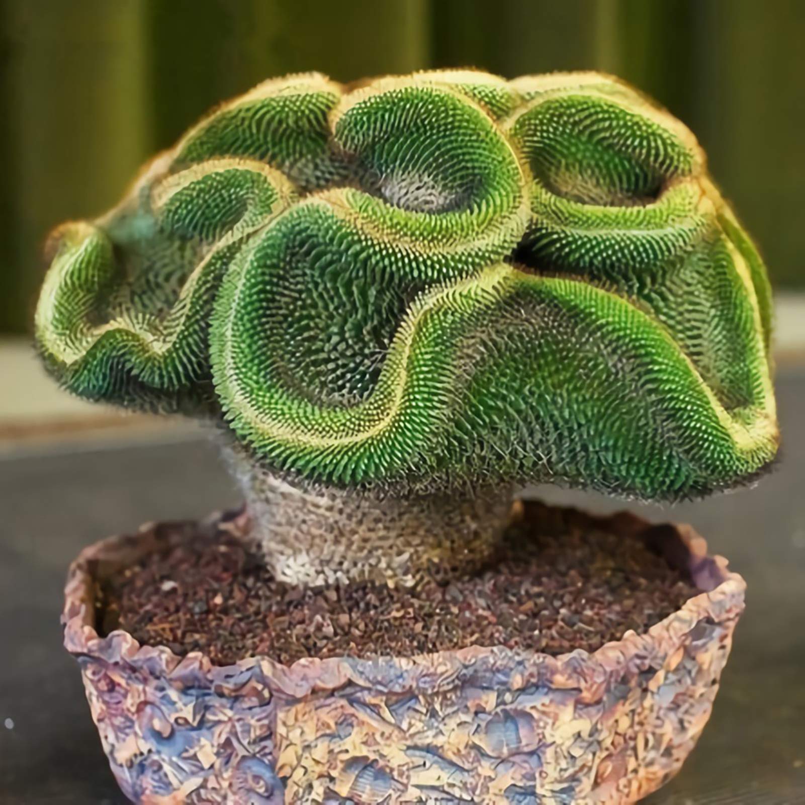 Benoon Semi Di Cactus, 100 Pezzi/Borsa Semi Di Cactus Mini Semi Di Da Tavolo Leggeri A Forma Di Romanzo Per Campagna Semi di Cactus