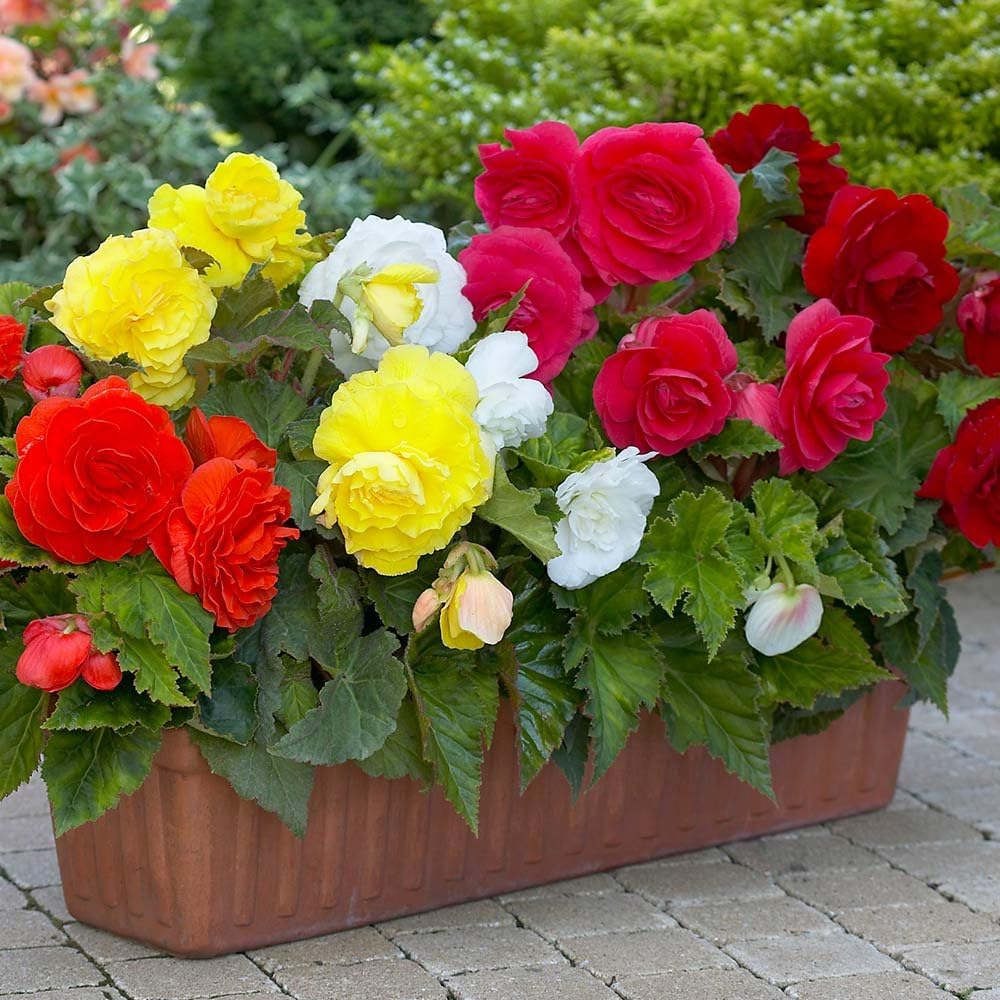 Begonia Double Patel Multicolour Flower bulbs For Home Gardening (Pack Of 5)