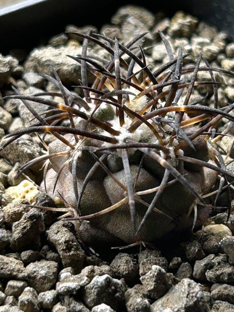 超、コレクターコピアポア グリセオビオラセア 栗星玉 自根 コピアポア