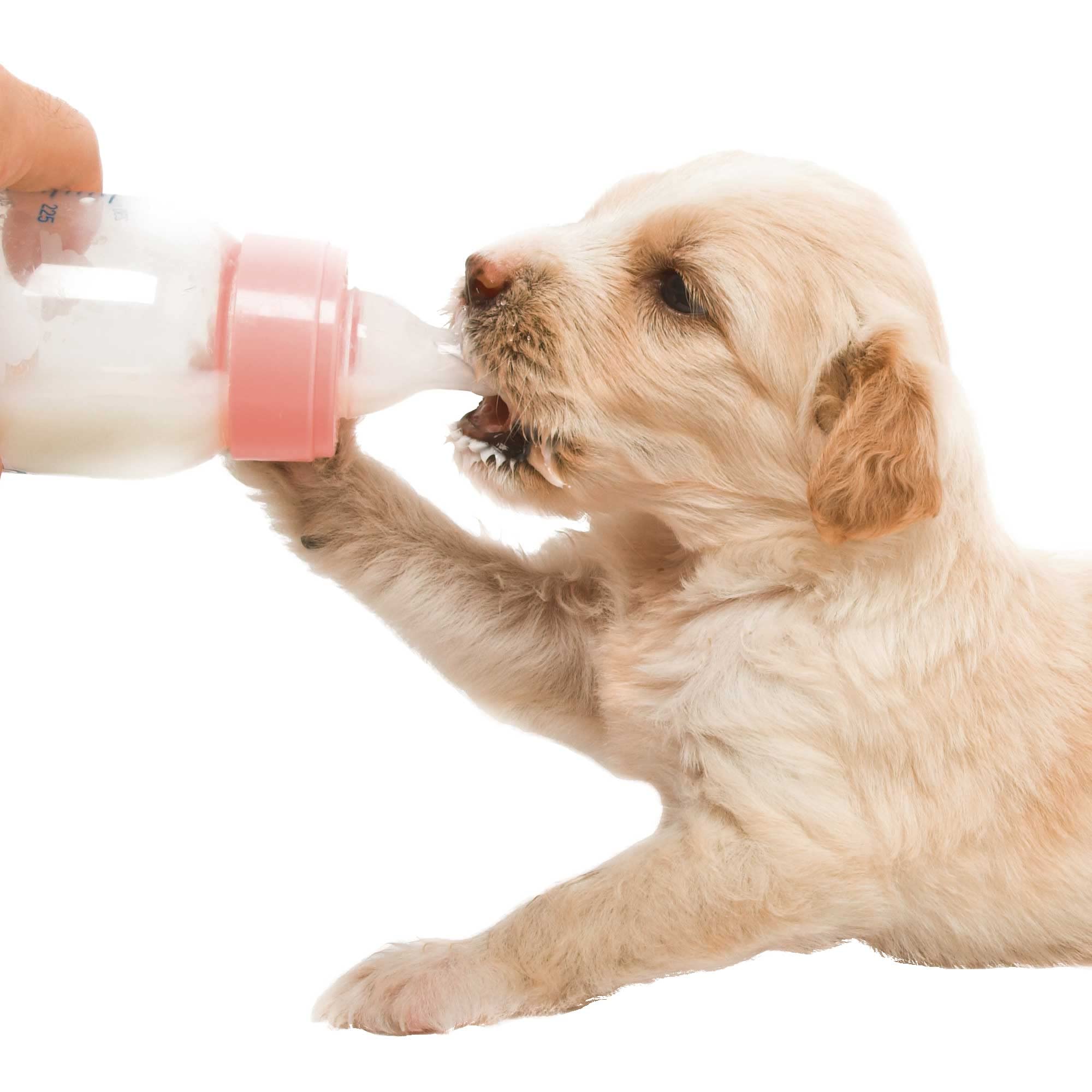 5 kg Schecker Welpenmilch Pulver für den Hund - Wird hervorragend vertragen - Aufzuchtsmilch - Muttermilch Ersatz