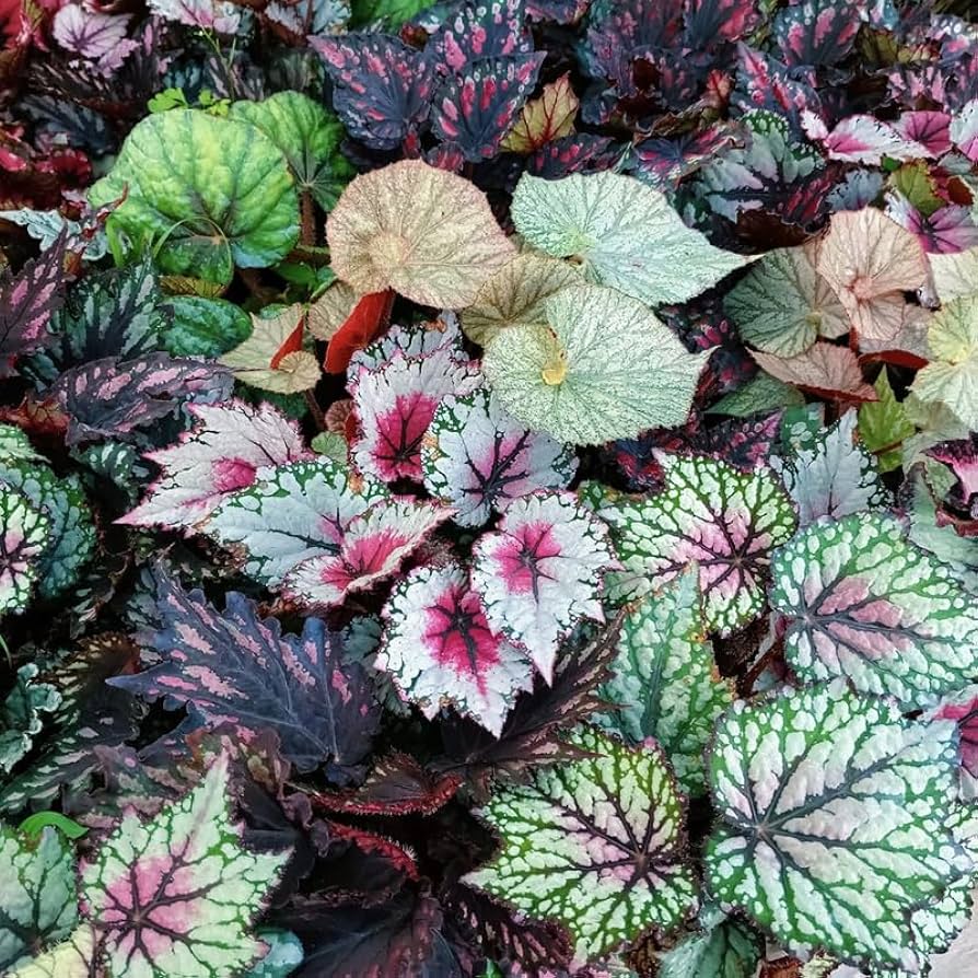 ベゴニア写真集　Asian Begonia 300 Species … ベゴニア写真集 Asian Begonia 300 Species … 300 Species