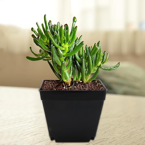 Miniatura 6 de Paquete de 60 macetas cuadradas negras de 4 pulgadas, maceta cuadrada de plástico con orificio de drenaje, maceta de trasplante de vivero para