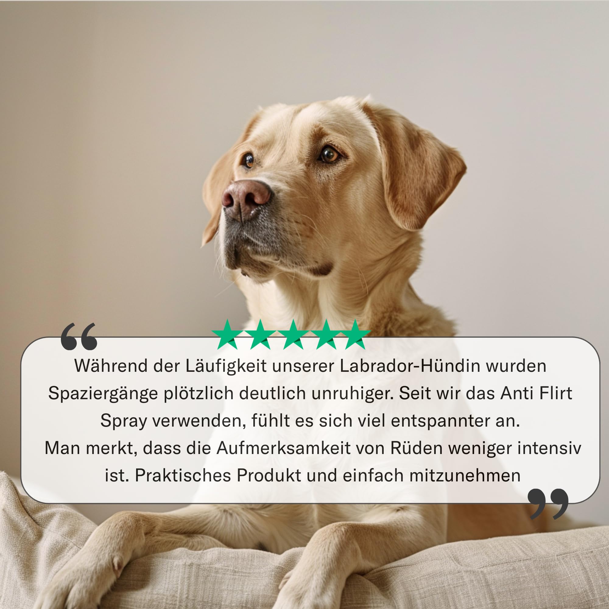 Spray Anti Flirt pour Chiens – Masque l’Odeur des chaleurs chez la Chienne, Aide à réduire l’Attention des mâles, Formule parfumée Naturelle 100 ML