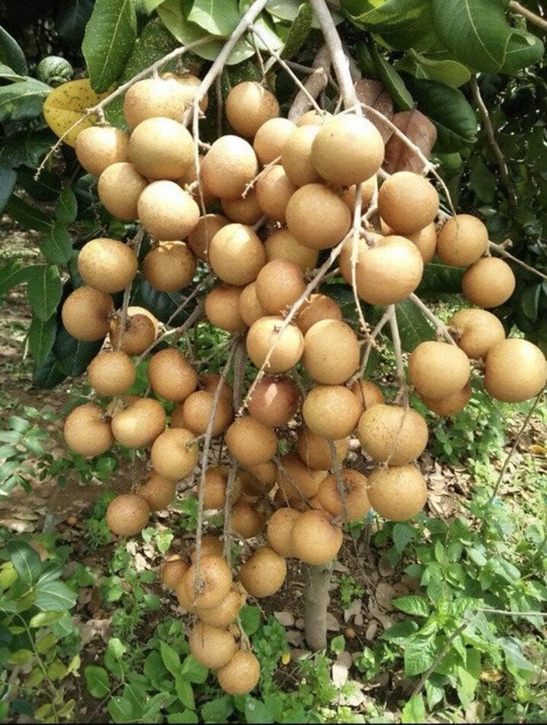 Amazon.com: Biew kiew Longan Airlayer Tree - 4 ft Tall up with Big