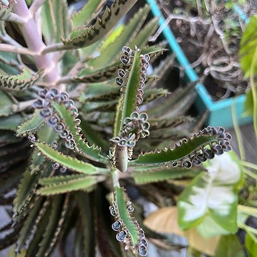 Miniatura 2 de Juego de 10 plantas suculentas Kalanchoe de madre de millones de Kalanchoe viven para crecer