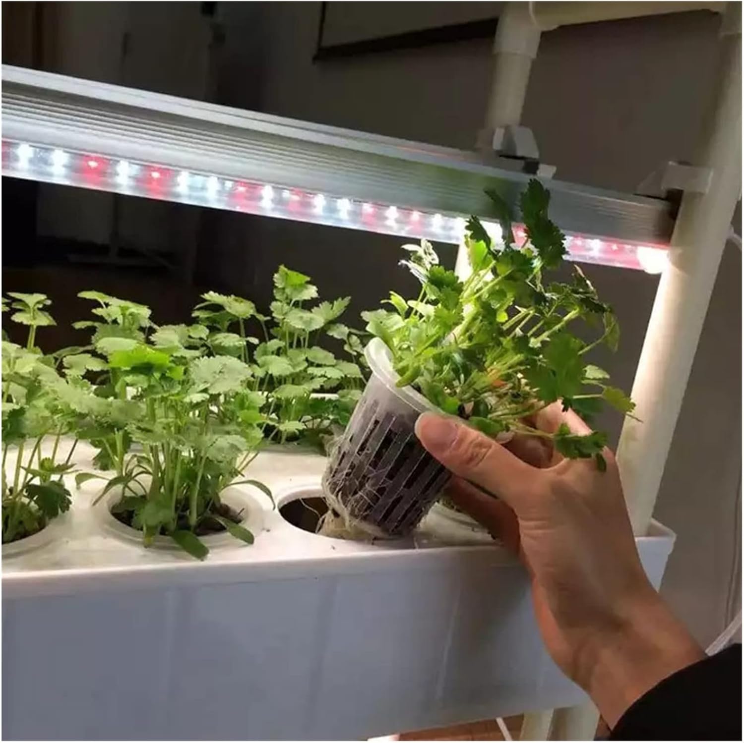 屋内用水耕栽培システム、観葉植物用栽培ライト Suort 16時間自動点灯ライト、屋内栽培キット、小型植物の栽培に最適 サブスク】LED水耕栽培器 灯菜15 Akarina15（数量限定80台）｜ガーデニング用品のアグリオショップ 公式通販-OATアグリオ