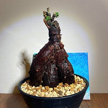 極太切株　小鉢盆栽　発根済　メストクレマ　ツベローサム 2025年最新】メストクレマ ツベローサムの人気アイテム - メルカリ