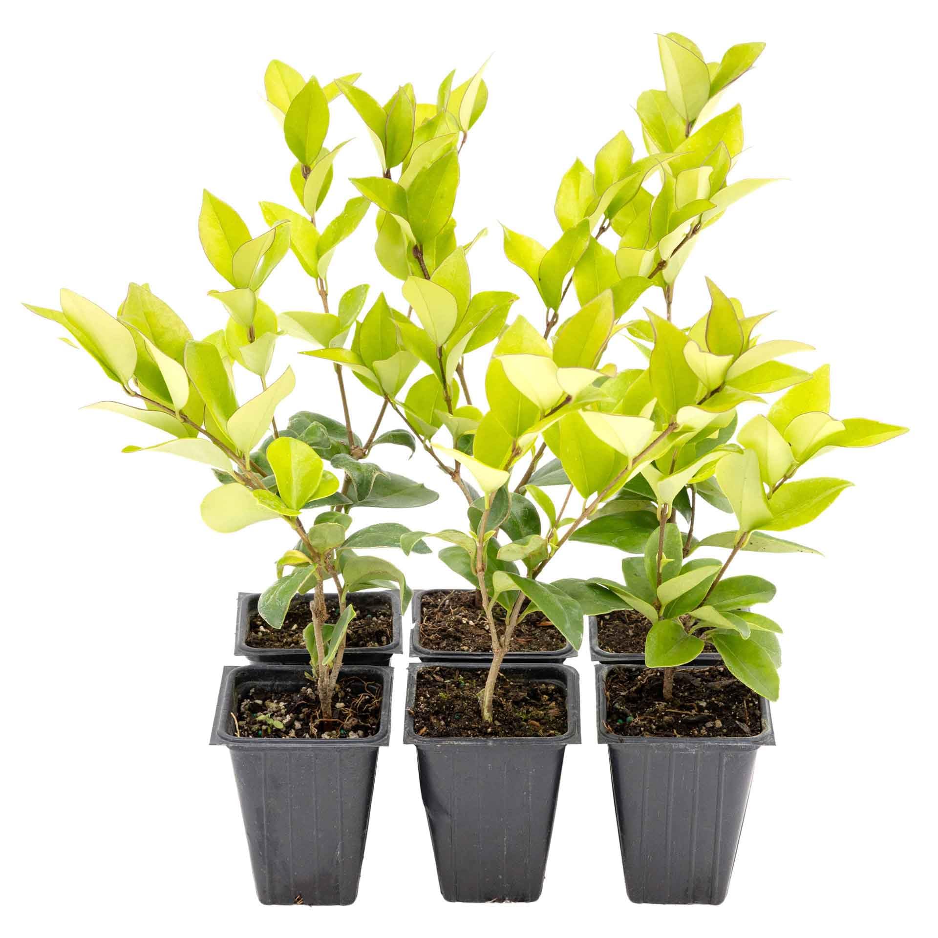 6 Waxleaf Privet Plants in 3.5 Cubes