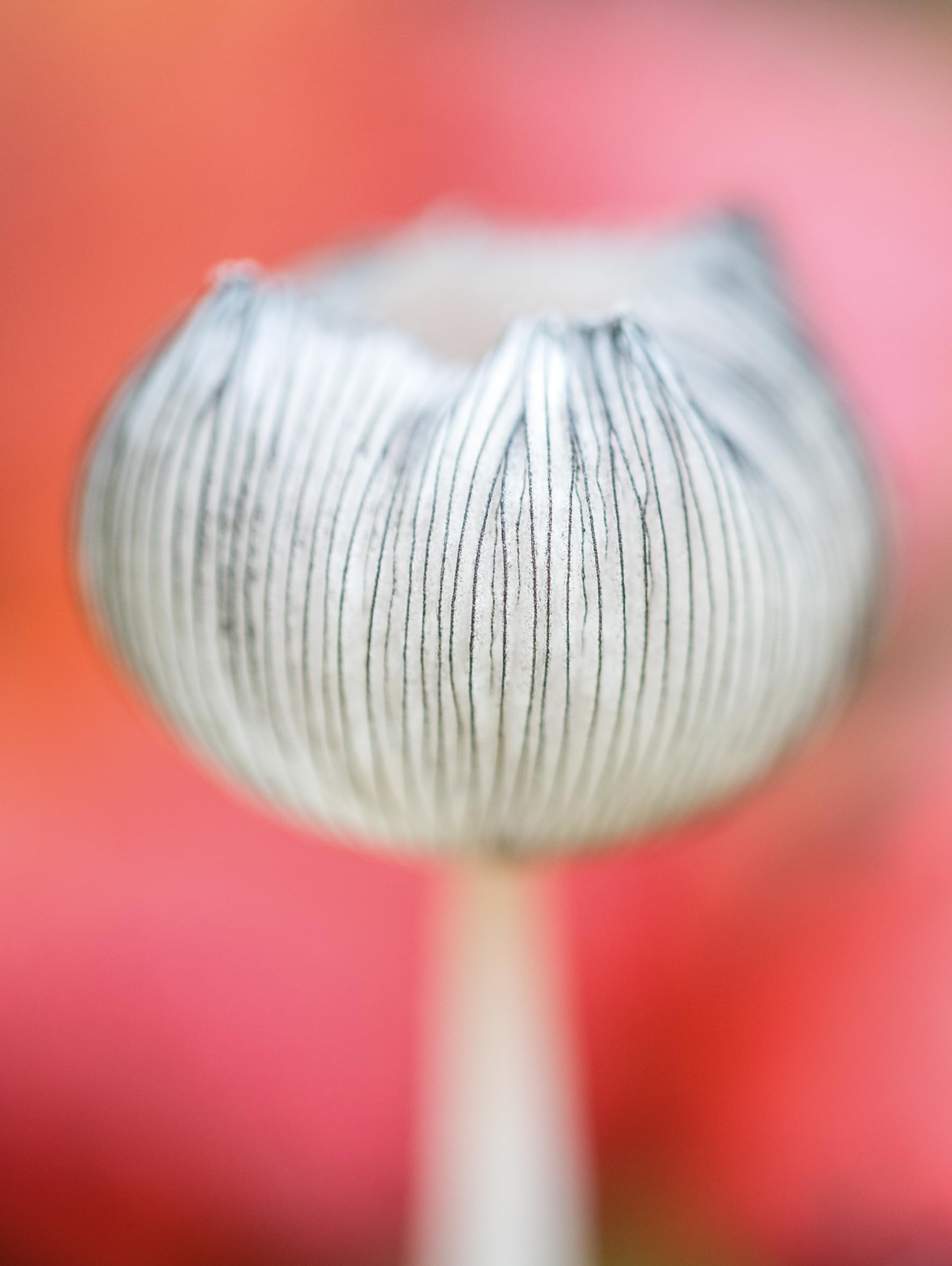 Wonderland: The Secret World of Mushrooms