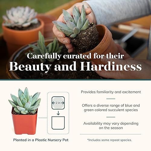 Miniatura 4 de Shop Succulents Colección de plantas suculentas azules y verdes, mini plantas suculentas vivas, bajo mantenimiento, mezcla de texturas, recuerdos de