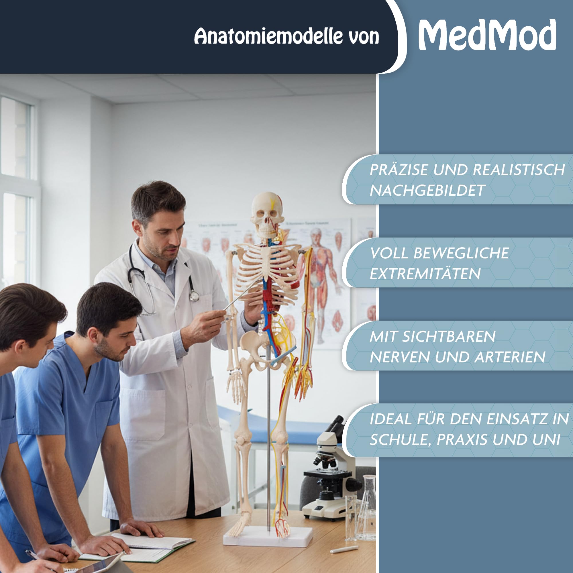 Anatomie Skelett 87 cm, detailliertes menschliches Skelett aus PVC mit Nerven und Arterien, für Schule, Studium und Anatomie-Training, Lehrmodell