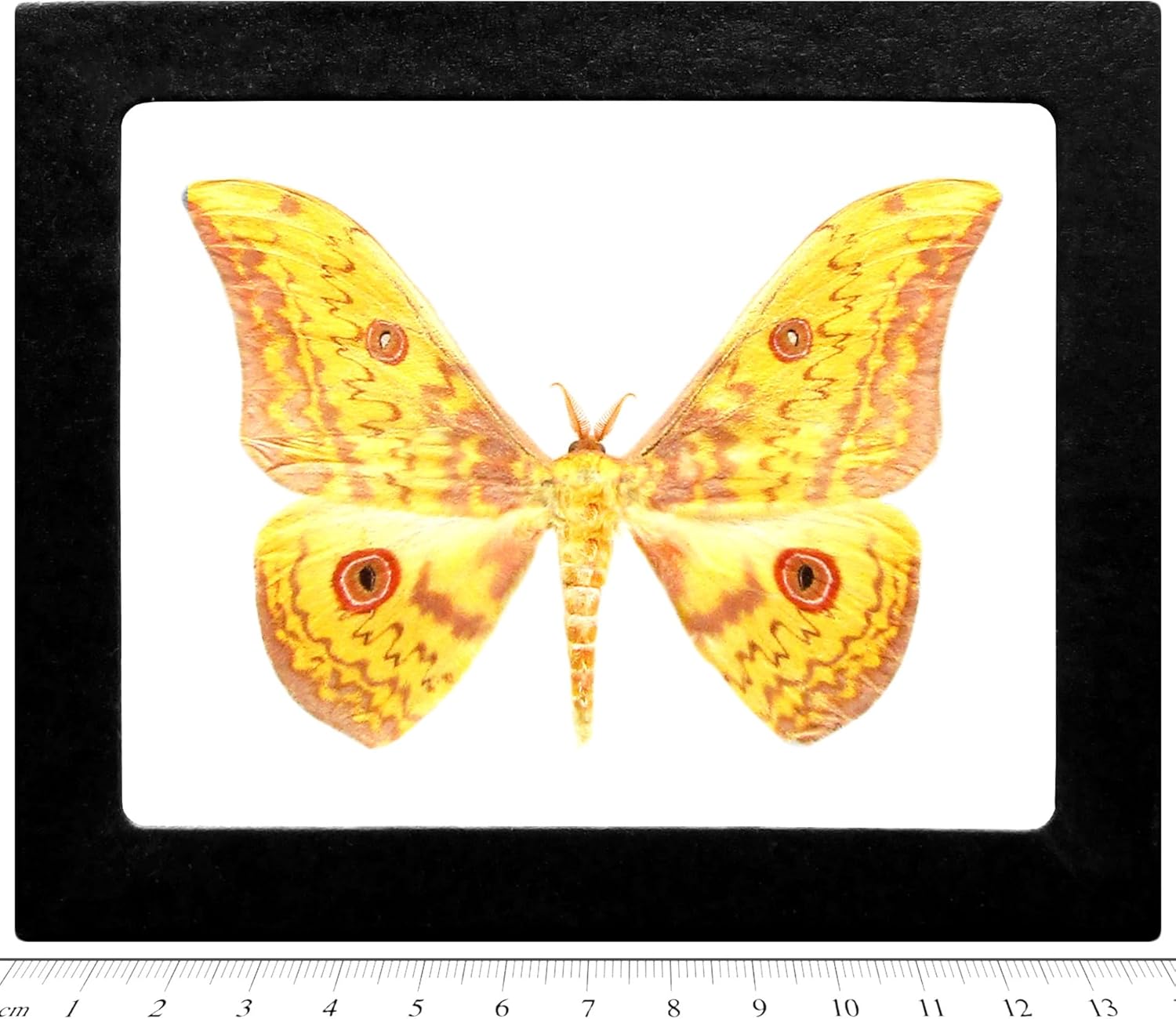BicBugs Aurivillius aratus REAL FRAMED SATURN MOTH PINK YELLOW AFRICA