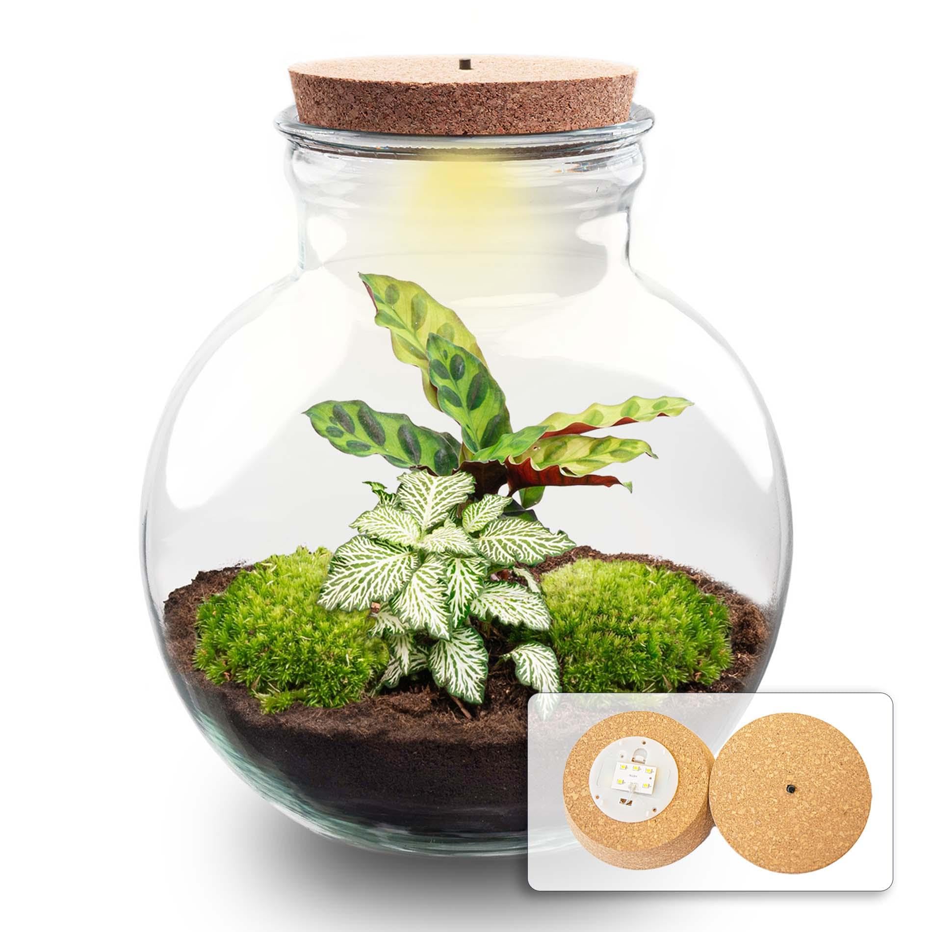 DIY Pflanzen Terrarium mit Glas, für Wohnzimmer, Grün, Ø 25x26.5 cm