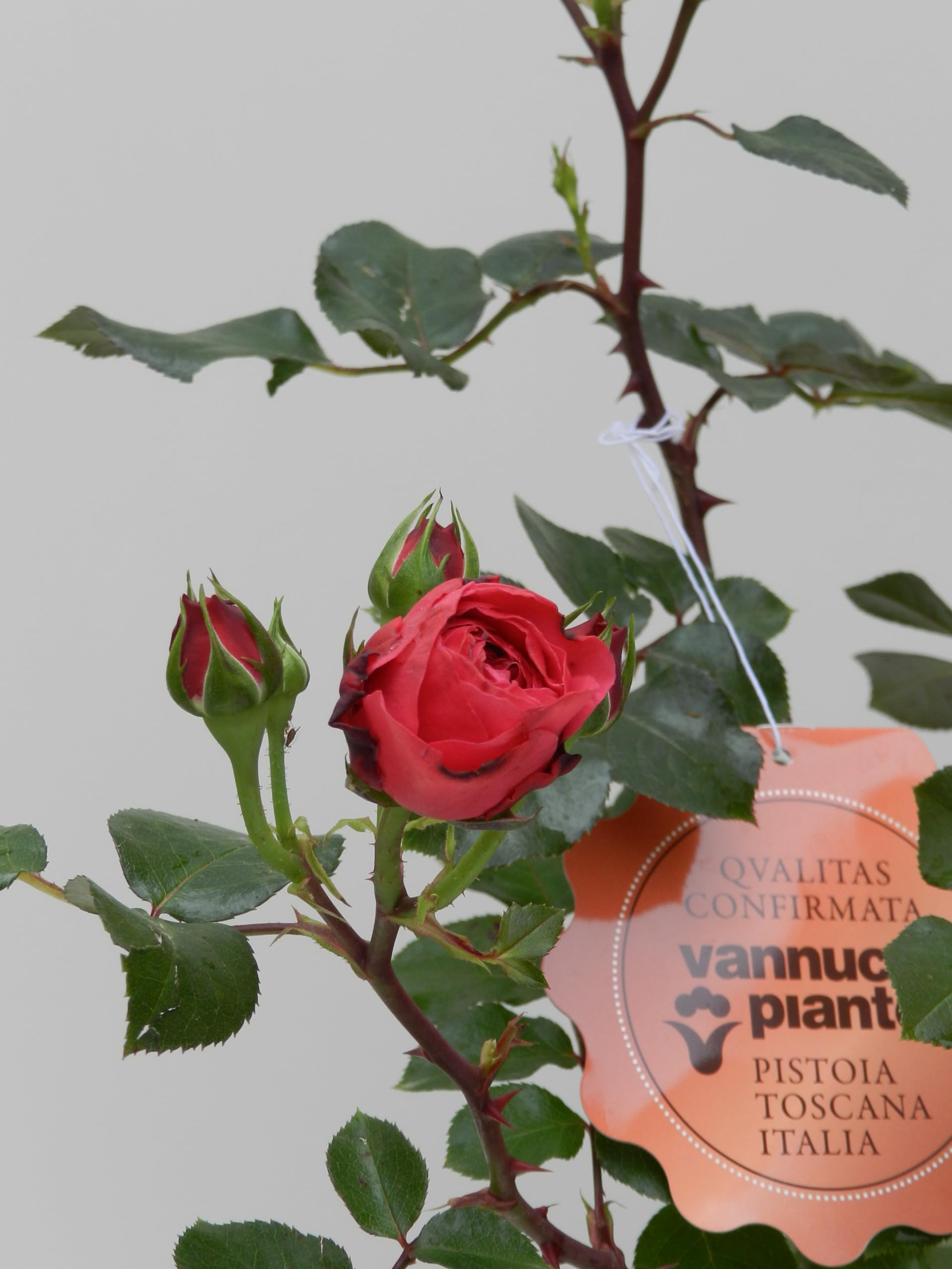 Vannucci Piante - Rosa vera a cespuglio in vaso. Pianta da balcone con bellissime colorazioni! (Rosso)