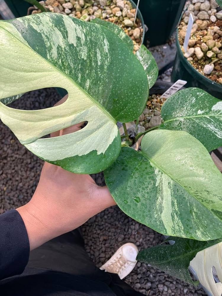 モンステラ23 斑入　ゼブブルーミント　ボルシギアナ　新芽展開中　発根済み 白斑から緑斑に変わるモンステラ セブブルーミント | 斑入り