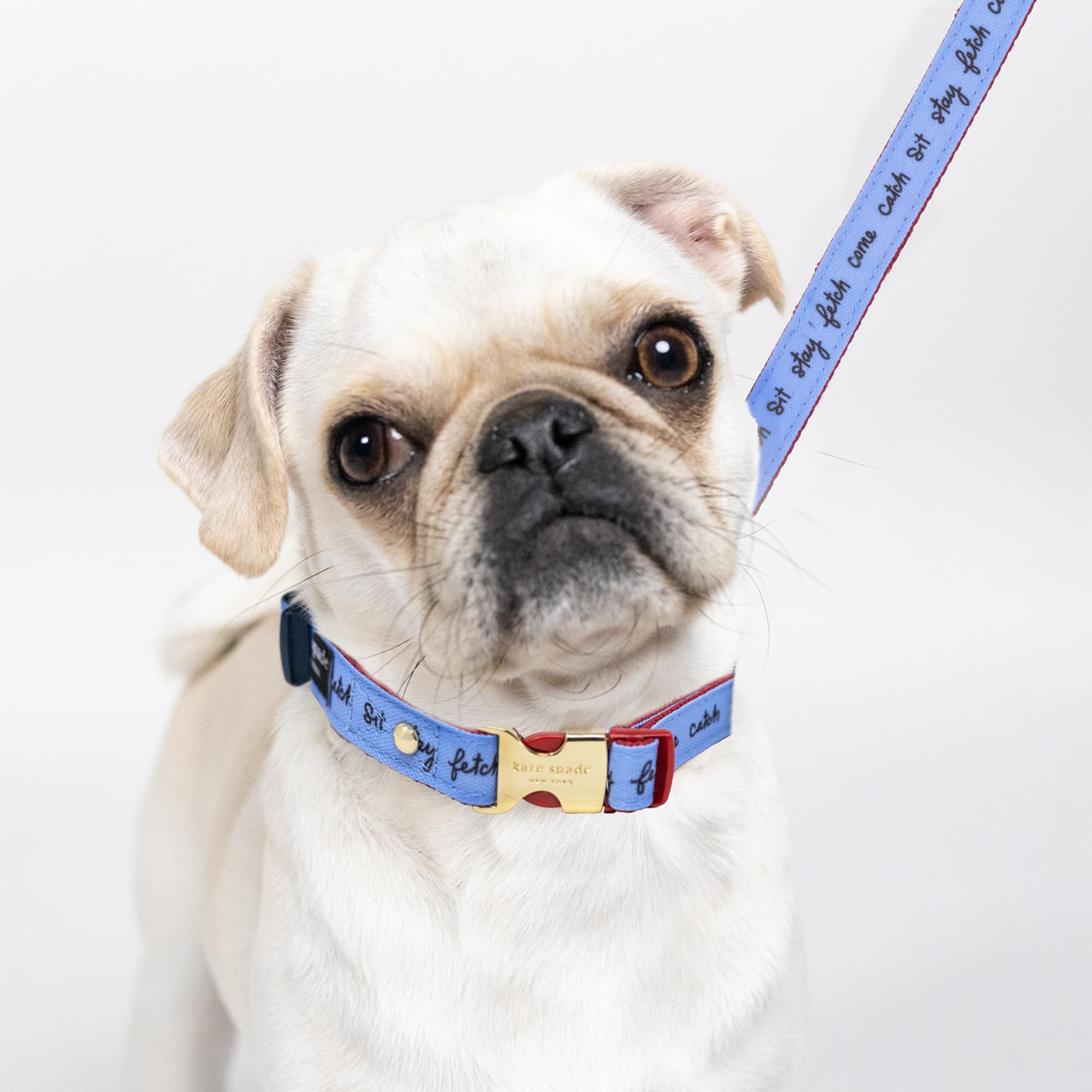 Amazon | Kate Spade New York かわいい犬の首輪、26.7 cm-13.5 