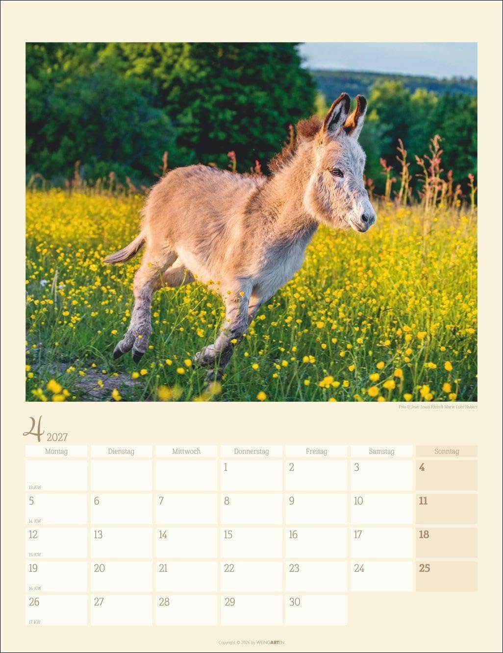 Esel Kalender 2027: Jahres-Wandkalender mit Fotos von Jean-Louis Klein und Marie-Luce Hubert. Tierkalender mit süßen Eselfotos. Planer mit Platz zum Eintragen. Hochformat 30x39 cm