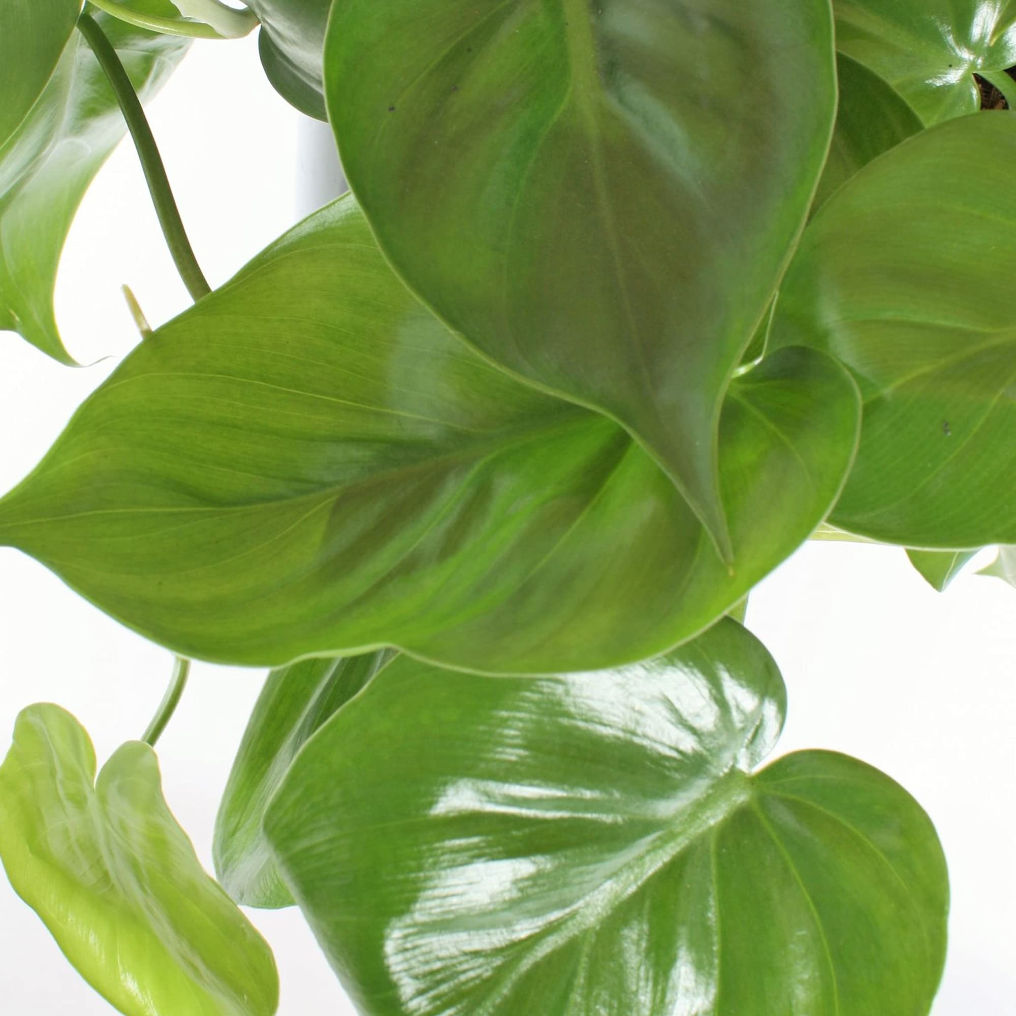 1 x Philodendron Scandens | Plante Grimpante d'intérieur dans un Pot