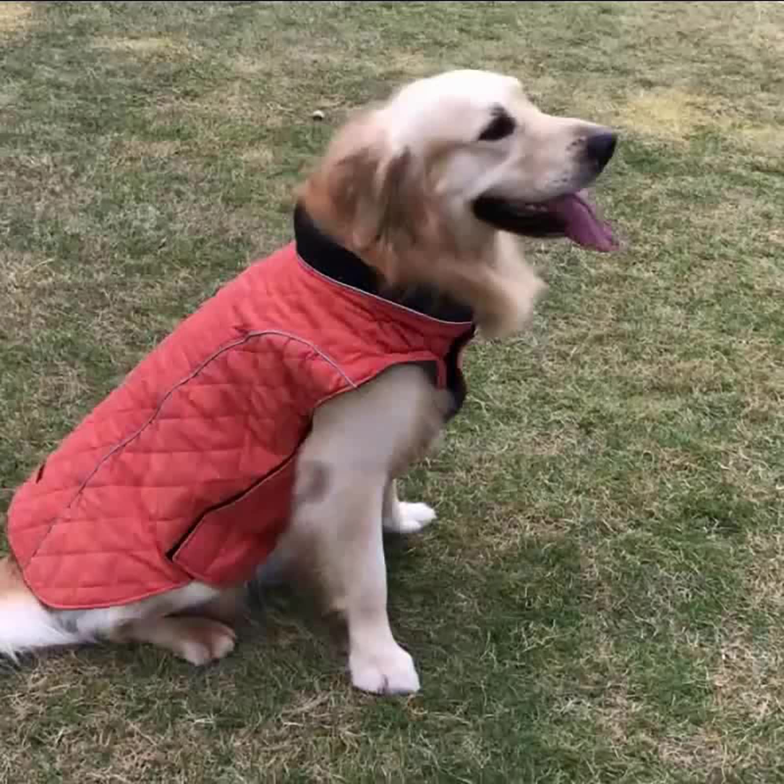 着脱簡単 袖なし 秋冬綿服 ペット ジャケット 犬服 コート Dカン付き コート ジャケット 犬服 防寒 バイカラー 楽天市場】秋冬 ジャケット 犬服・アクセサリー