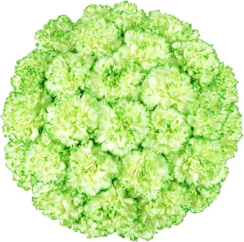 Vista 24 de GlobalRose 100 flores amarillas de clavel – Claveles de origen responsable – Ramo fresco seleccionado a mano para graduación, aniversario