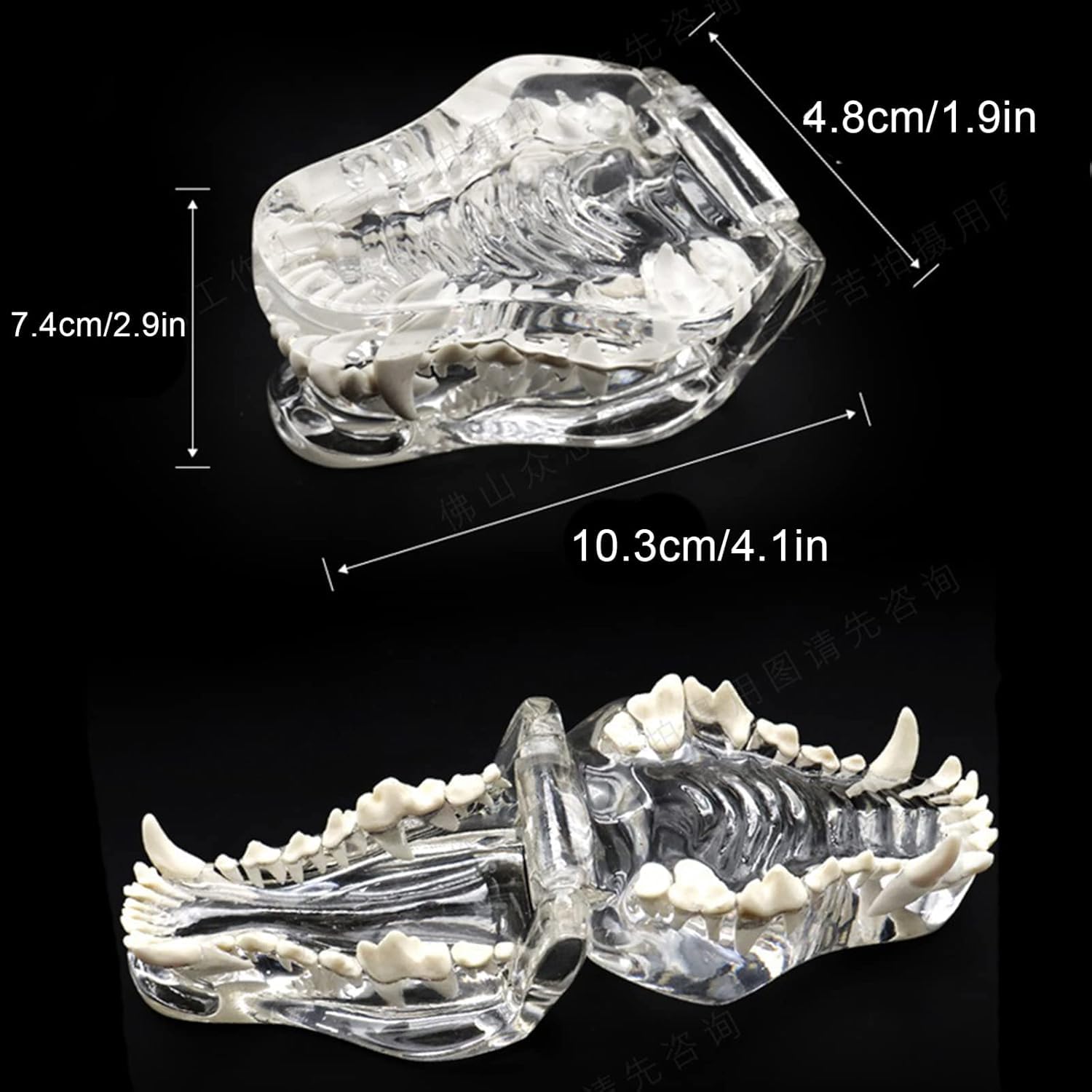 Clear Canine Dental Model, Educational Dog Teeth Anatomy Demonstration Tool, Transparent Jaw Display