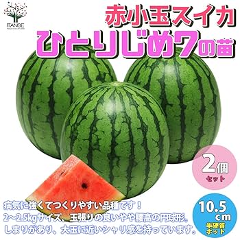 専用ページ　ミニ　すいか Amazon.co.jp: ITANSE 赤小玉スイカ ひとりじめ7【野菜苗