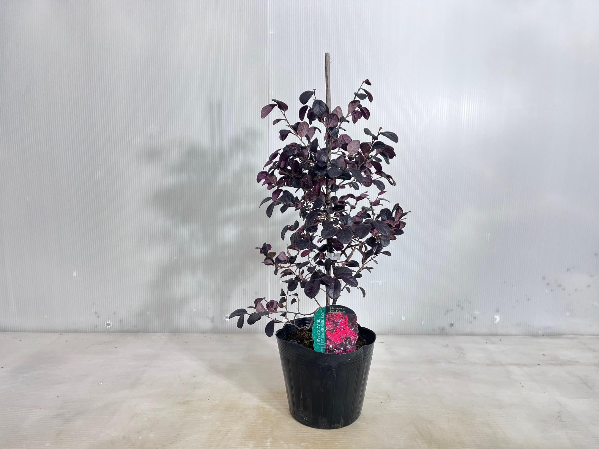 Amazon.co.jp: トキワマンサク ブラックパール 15cmポット 高さ0.35