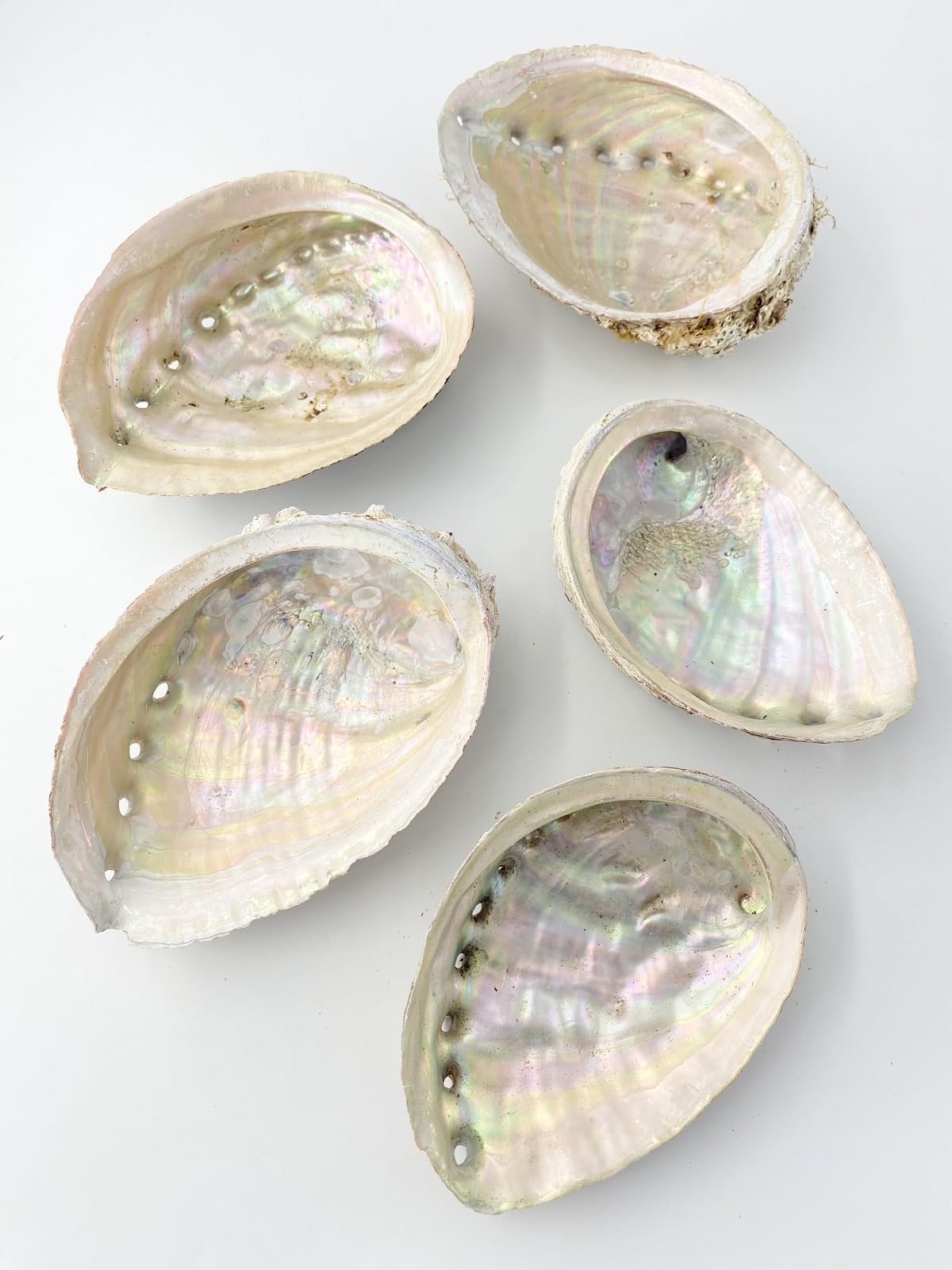 あわび　貝殻　約17×13㎝ 61hIcEyQumL._AC_UF350,