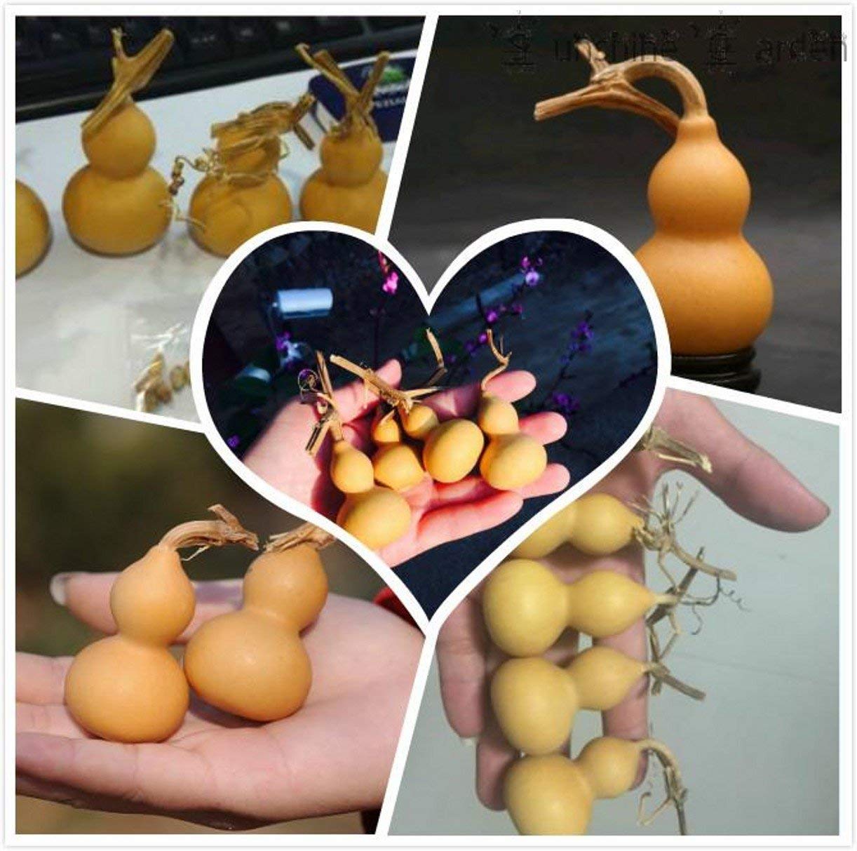 ZHONGJIUYUAN - Confezione da 20 zucche secche con mini zucche naturali, coltivate a mano e eterne, 4-6,5 cm