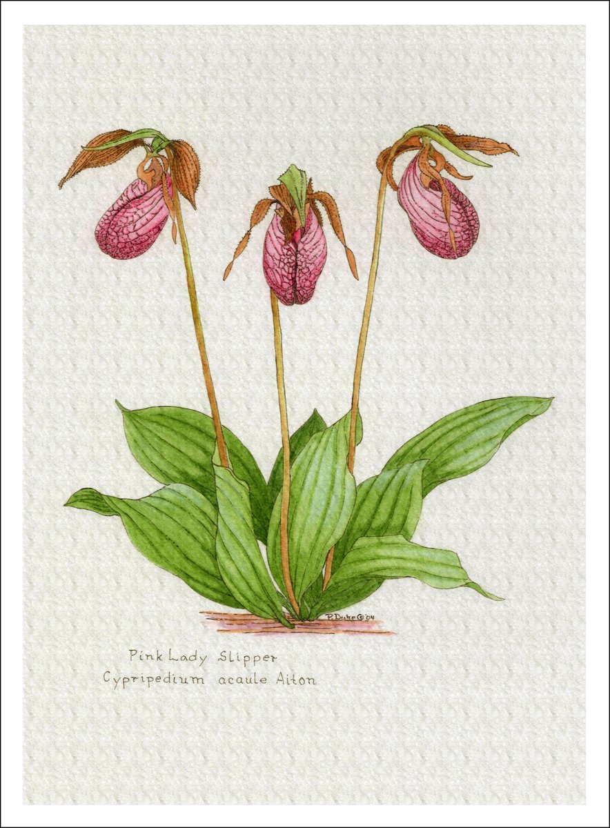 Arthouse Botanical Print Pink Lady Slipper Wild Orchid Archival Quality Giclee Print 7 X 9 5 Inches
