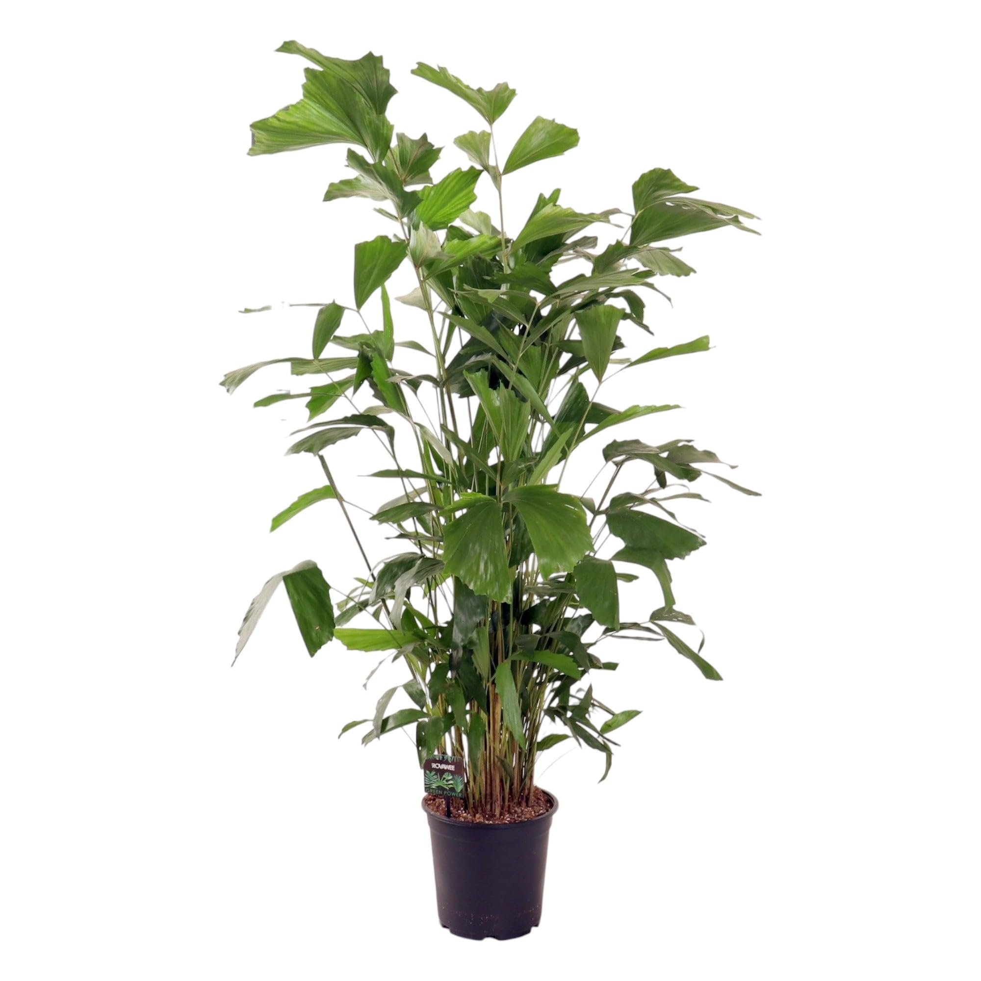 Trendyplants - Caryota Mitis - Fischschwanzpalme - Zimmerpflanze - Höhe 130-150 cm - Topfgröße Ø24cm