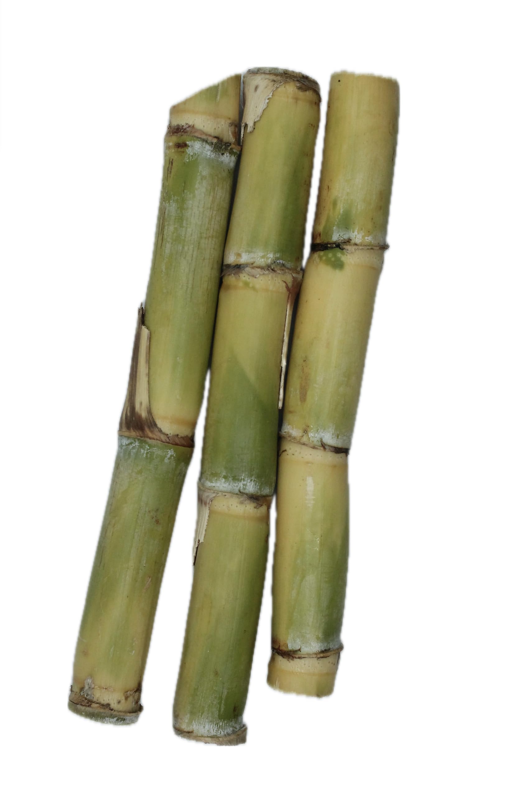 Frisches Zuckerrohr